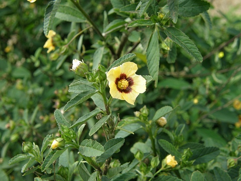 Sida rhombifolia